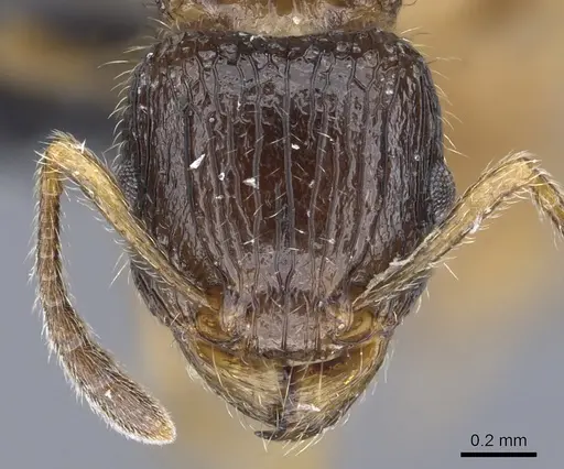 Tetramorium sada - CASENT0443394