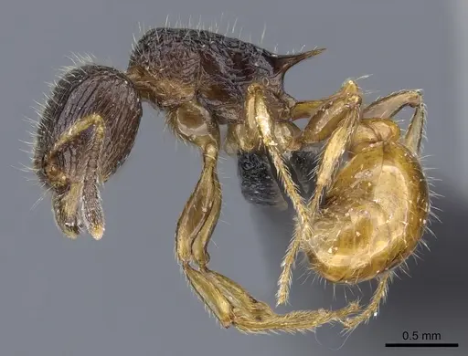 Tetramorium sada - CASENT0443394