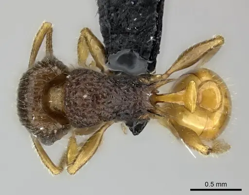 Tetramorium sada - CASENT0443413