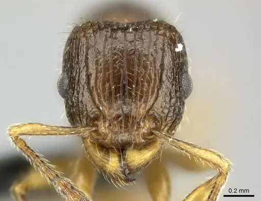 Tetramorium sada - CASENT0443413
