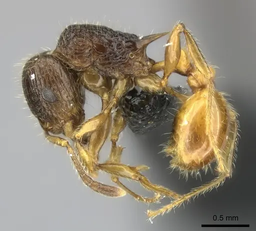 Tetramorium sada - CASENT0443413