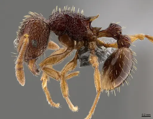 Tetramorium saginatum specimen