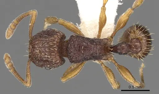 Tetramorium saginatum - CASENT0901199
