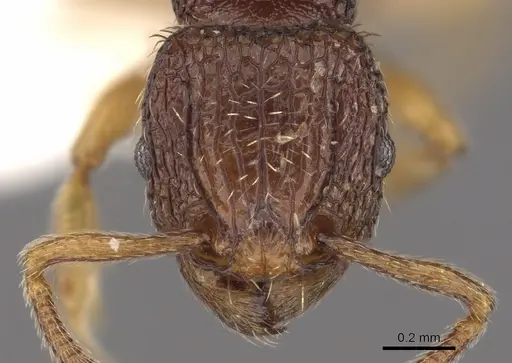 Tetramorium saginatum - CASENT0901199