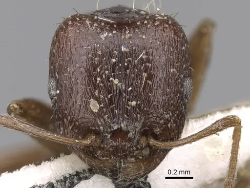 Tetramorium sahlbergi specimen