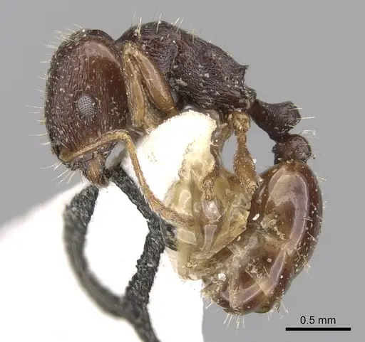 Tetramorium sahlbergi specimen