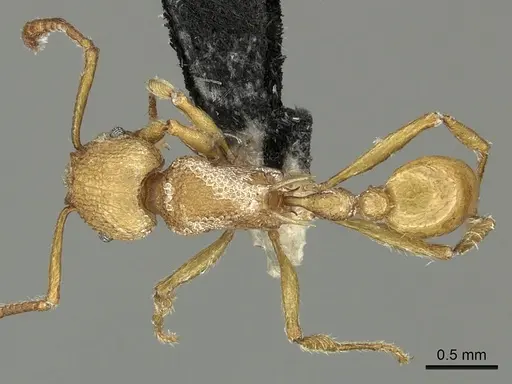 Tetramorium salomo specimen