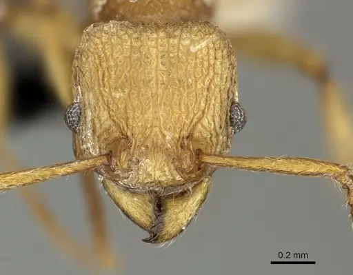 Tetramorium salomo specimen