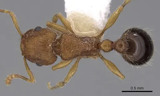 Tetramorium salvatum specimen