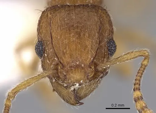 Tetramorium salvatum specimen