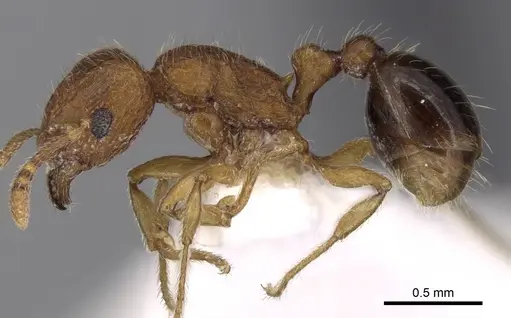Tetramorium salvatum specimen