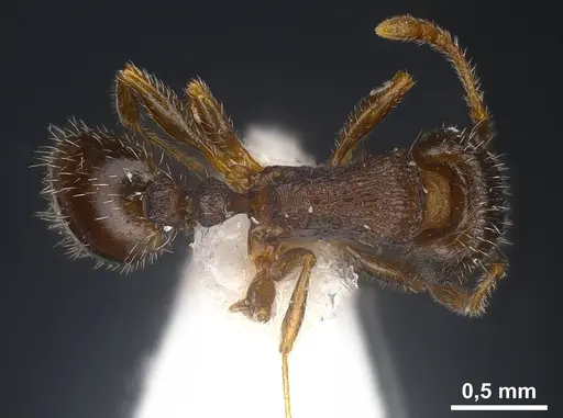 Tetramorium sanetrai specimen