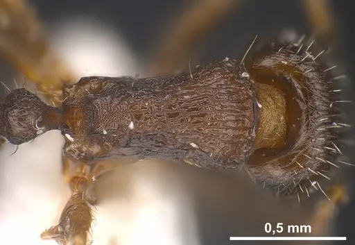 Tetramorium sanetrai specimen