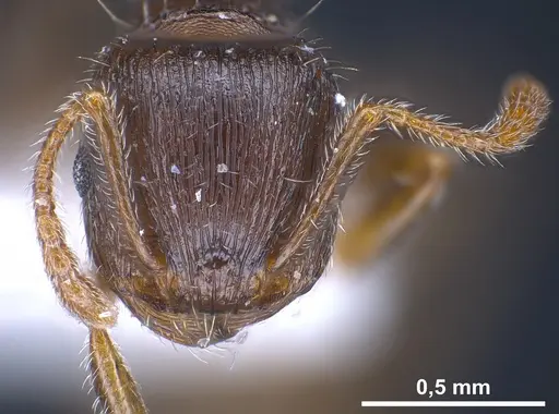 Tetramorium sanetrai specimen