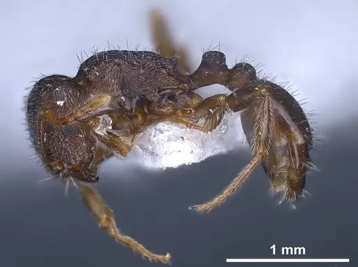 Tetramorium sanetrai - ANTWEB1041305
