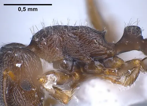 Tetramorium sanetrai - ANTWEB1041305