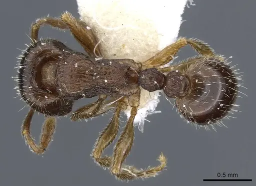 Tetramorium sanetrai - CASENT0905852