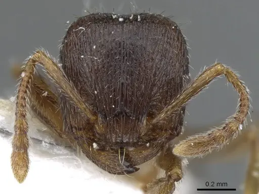 Tetramorium sanetrai - CASENT0905852