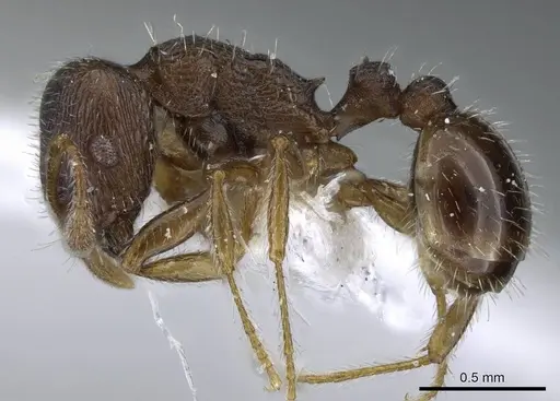 Tetramorium sanetrai - CASENT0905852
