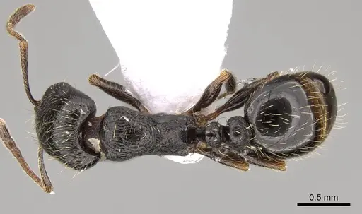 Tetramorium sanetrai - CASENT0914581