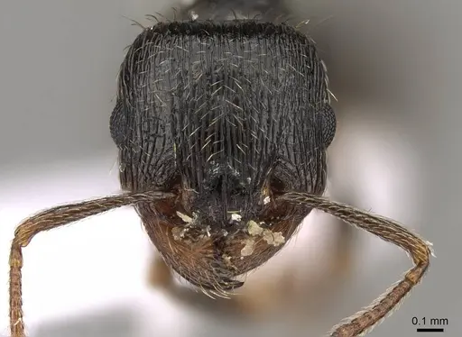 Tetramorium sanetrai - CASENT0914581