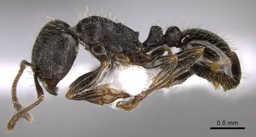 Tetramorium sanetrai - CASENT0914581