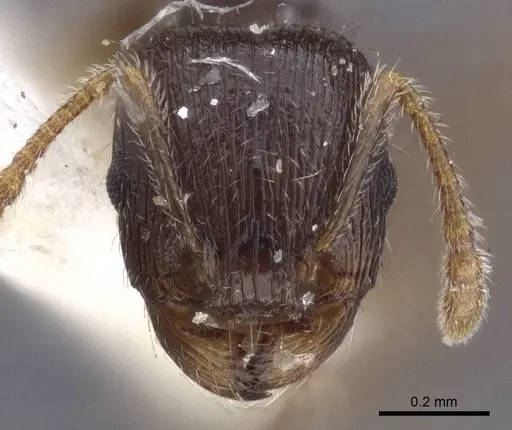 Tetramorium sanetrai - CASENT0916597