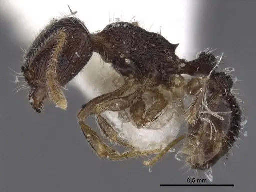 Tetramorium sanetrai - CASENT0916597