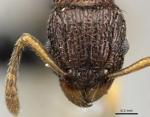 Tetramorium sargina specimen