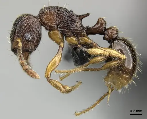 Tetramorium sargina specimen