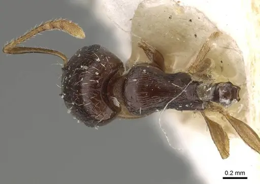 Tetramorium saudiae specimen