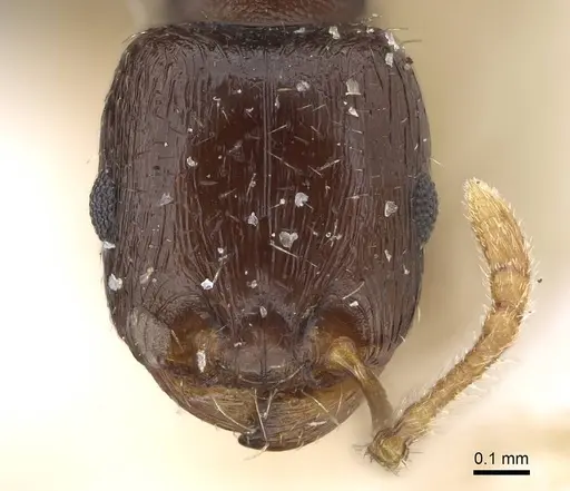 Tetramorium saudiae specimen