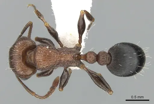 Tetramorium saudicum specimen