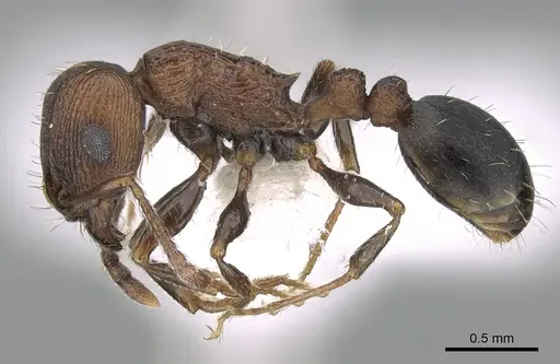 Tetramorium saudicum specimen