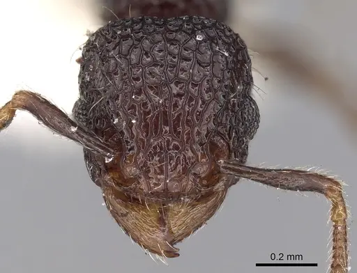 Tetramorium scabrosum specimen