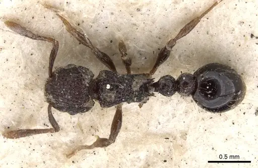 Tetramorium scabrosum - CASENT0901373