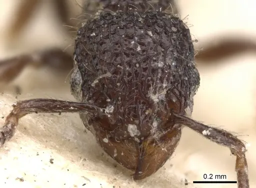 Tetramorium scabrosum - CASENT0901373