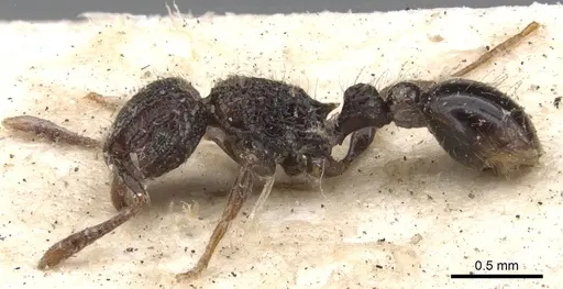 Tetramorium scabrosum - CASENT0901373