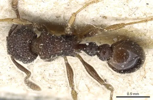 Tetramorium scabrosum - CASENT0904854