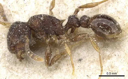 Tetramorium scabrosum - CASENT0904854