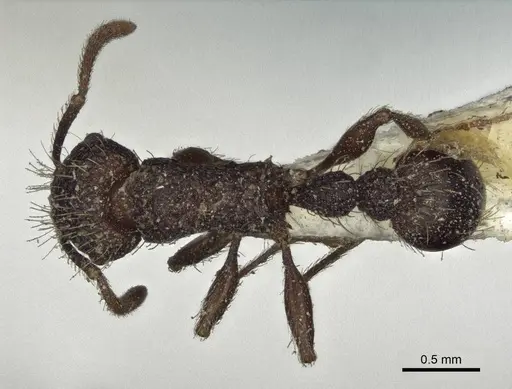 Tetramorium scabrum specimen