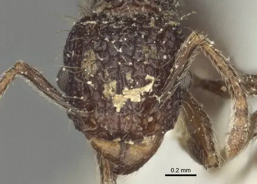 Tetramorium scabrum specimen