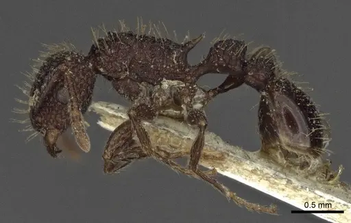 Tetramorium scabrum specimen