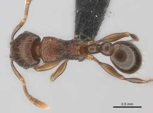 Tetramorium schaufussii specimen