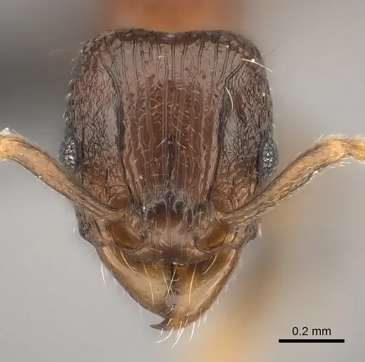 Tetramorium schaufussii specimen
