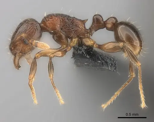 Tetramorium schaufussii specimen