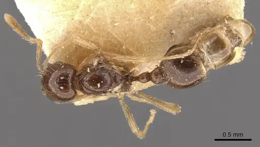 Tetramorium schmidti specimen