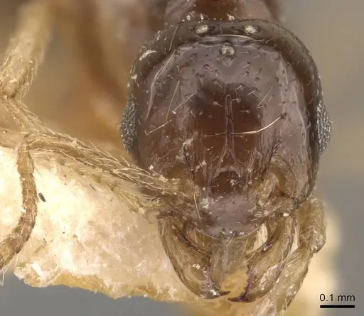 Tetramorium schmidti specimen