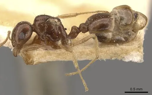 Tetramorium schmidti specimen
