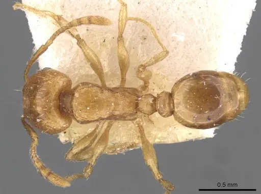 Tetramorium schmidti - CASENT0909103